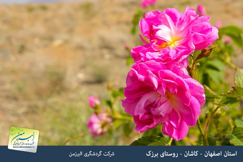 media/plg_solidres_experience/images/a944d66d3c976eb00f610c3263a377b1/esfahan/barzok/golab-giri.jpg